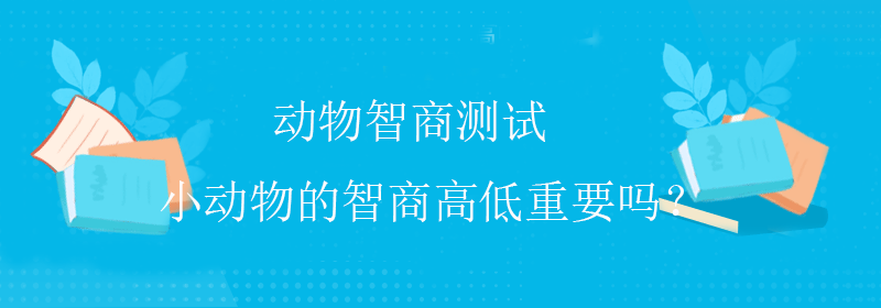 小猫智商测试